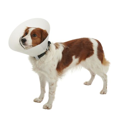 Collare veterinario in polietilene - Foqus - Foschi