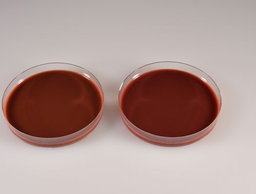 Reagente gel di agar - CHOCOLATE EUGON - Biomed Diagnostics, Inc. - per laboratorio veterinario