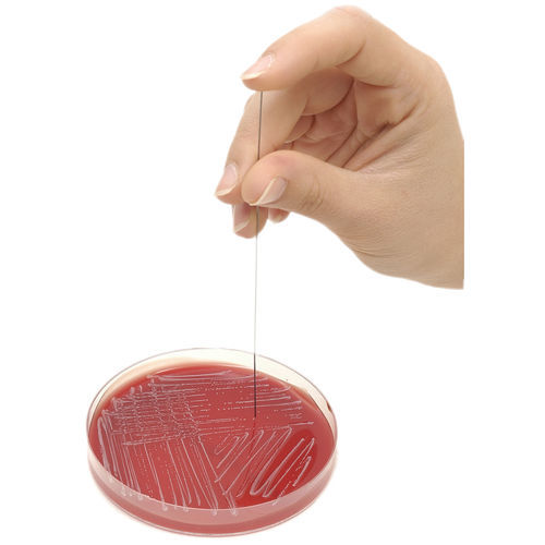 Ansa da inoculo da laboratorio - INOCLIC - i2a (intelligence artificielle applications) S.A.