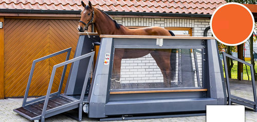 Tapis roulant veterinario per cavalli - ROYAL - Sascotec