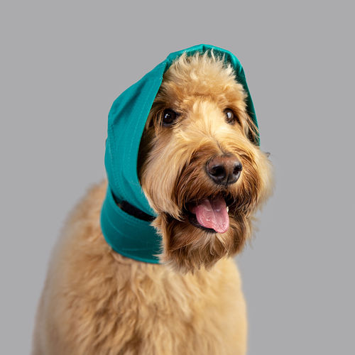 Bendaggio ad uso veterinario - No Flap™ - KVP EU Ltd
