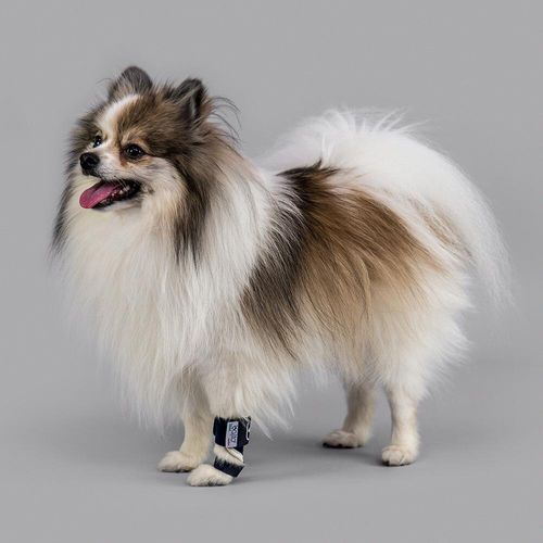 Steccobenda veterinaria per zampe - Balto® - KVP EU Ltd