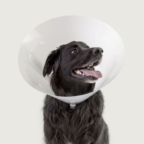 Collare veterinario per cani - Betsy™ - KVP EU Ltd - trasparente / in plastica
