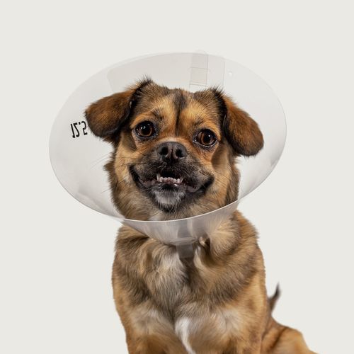 Collare veterinario per cani - Betsy™ Clear - KVP EU Ltd - trasparente / regolabile / in plastica