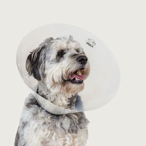 Collare veterinario per cani - Check™ - KVP EU Ltd - trasparente / regolabile