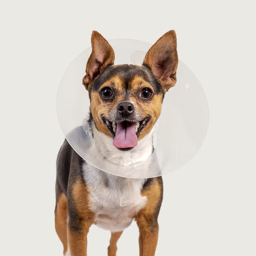 Collare veterinario per cani - QuickFit™ - KVP EU Ltd - regolabile / trasparente