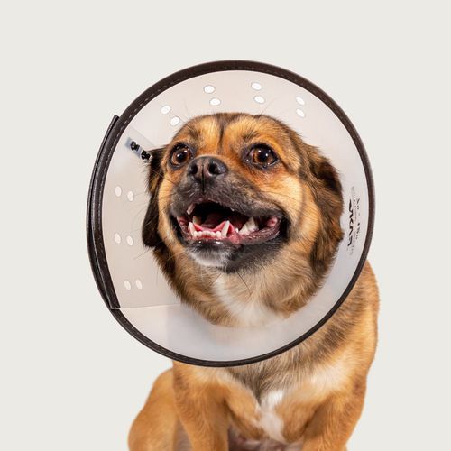 Collare veterinario trasparente - Saf-T-Clear™ - KVP EU Ltd - per cani / regolabile / in plastica