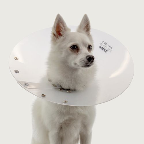 Collare veterinario per cani - Saf-T-Shield™ - KVP EU Ltd - trasparente / in polietilene