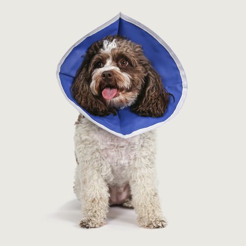 Collare veterinario per cani - EZ Flex™ - KVP EU Ltd - regolabile