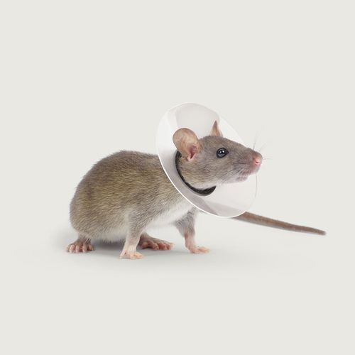 Collare veterinario trasparente - Saf-T-Shield™ - KVP EU Ltd - per roditori / con chiusura Velcro® / in polietilene