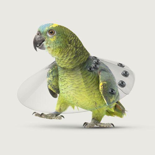 Collare veterinario per uccelli - Saf-T-Shield™ - KVP EU Ltd - regolabile / trasparente