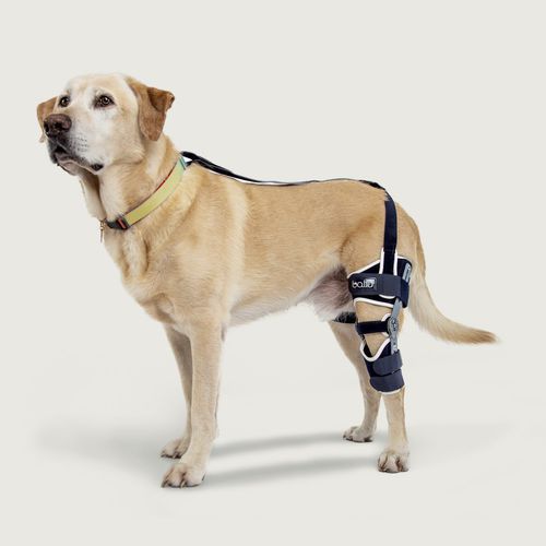 Ortesi veterinaria per cani - Balto® Ligatek - KVP EU Ltd - per ginocchio / articolata
