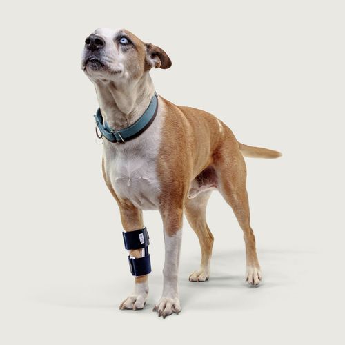 Steccobenda veterinaria per zampe - Balto® Bone - KVP EU Ltd