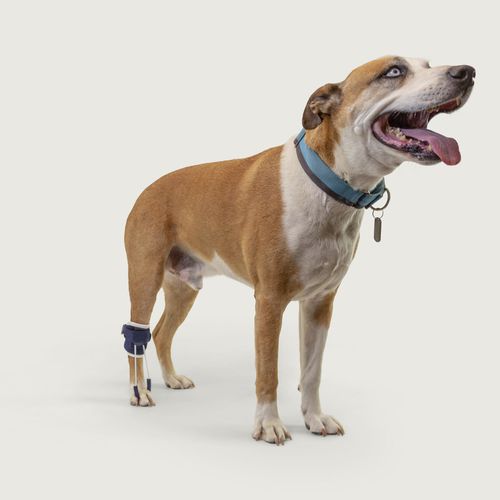 Steccobenda veterinaria per zampe - Balto® Pull - KVP EU Ltd
