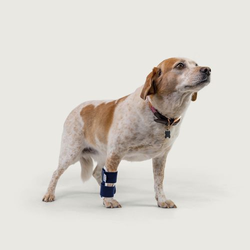 Steccobenda veterinaria per tunnel carpale - Balto® Joint  - KVP EU Ltd