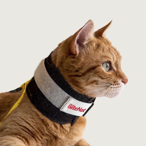 Collare cervicale veterinario per felini - BiteNot™ - KVP EU Ltd - regolabile