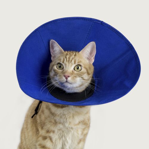 Collare veterinario per felini - EZ Soft™ - KVP EU Ltd - regolabile / lavabile