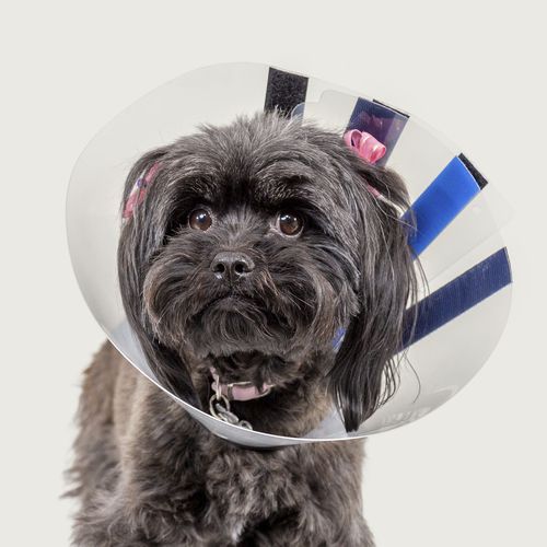 Collare veterinario per cani - EZ Clear™ - KVP EU Ltd - regolabile / con chiusura Velcro®