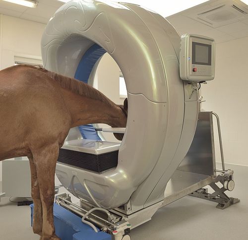 Scanner a raggi X veterinario per equini - Pegaso™ - Epica Medical Innovations