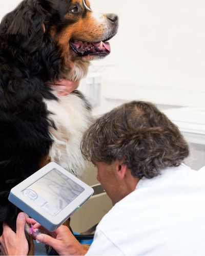 Rilevatore di vene veterinario - EasyVein™ - Epica Medical Innovations - per puntura venosa / portatile / senza contatto