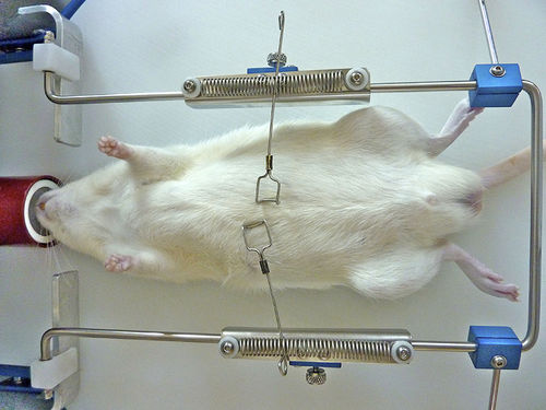 Divaricatore chirurgico - OWRF, WR-M, WR-R - Otawog Rodent Anaesthesia Systems - per sperimentazione animale / per topi / per ratti