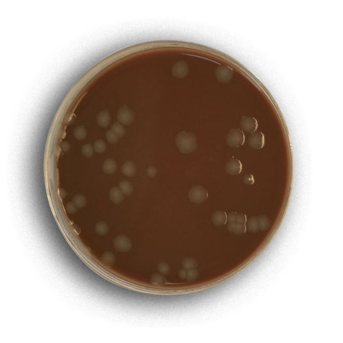 Reagente antibiotico - 02008 - RTA Laboratories - mezzo reattivo / per isolamento batterico / dello Staphylococcus aureus