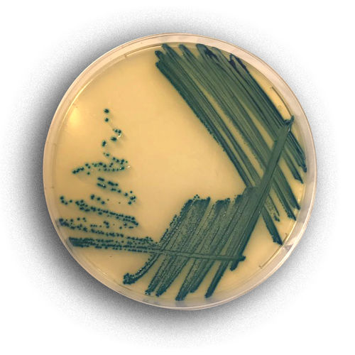 Mezzo reattivo - 02017 - RTA Laboratories - per isolamento batterico / per colorimetria / dell'Escherichia coli