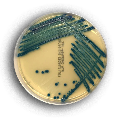 Mezzo reattivo - 02078 - RTA Laboratories - per isolamento batterico / per colorimetria / dello Staphylococcus aureus