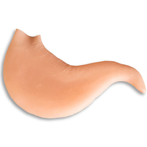 Modello anatomico di stomaco - 0510 - SurgiReal Products - didattico