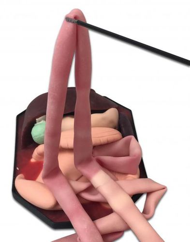 Modello anatomico di stomaco - ID17 - 3-Dmed - di fegato / intestino crasso / di intestino tenue