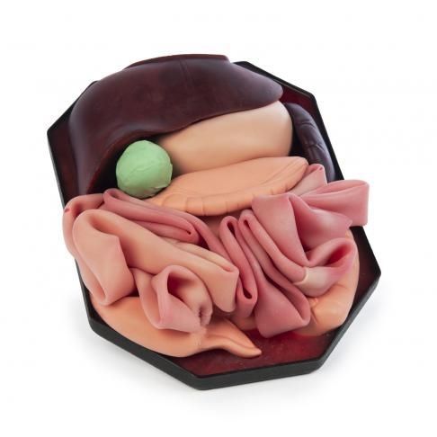 Modello anatomico di stomaco - ID21 - 3-Dmed - di fegato / intestino crasso / di intestino tenue