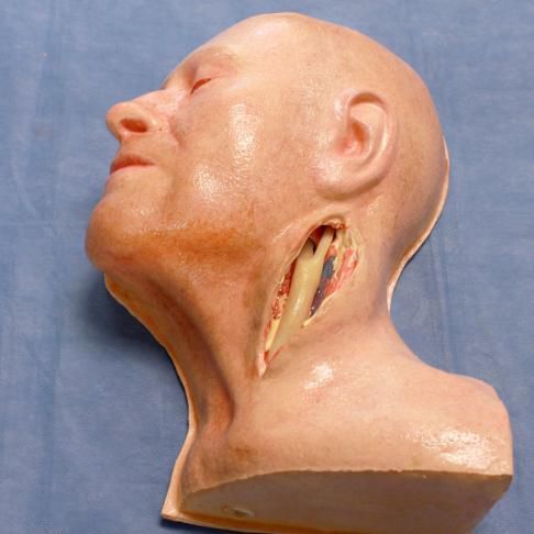 Simulatore didattico - 3-Dmed - per assistenza generale / per chirurgia vascolare / maschile