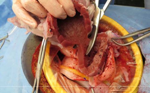 Simulatore didattico - C-Celia   - Operative Experience Inc. - per ovarioisterectomia / per chirurgia / femminile