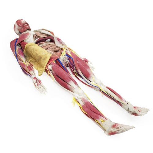 Modello anatomico di bacino - 101200 - SynDaver Labs - osseo / corpo / di mandibola