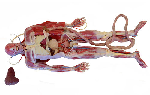Modello anatomico per chirurgia - 101600 - SynDaver Labs - corpo / di scheletro / di cuore