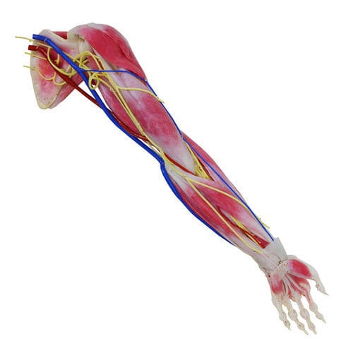 Modello anatomico di braccio - 102350 - SynDaver Labs - di spalla / di scapola / di articolazione