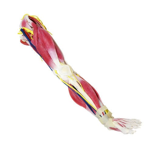 Modello anatomico di gamba - 102450 - SynDaver Labs - di anca / per ginocchio / di articolazione