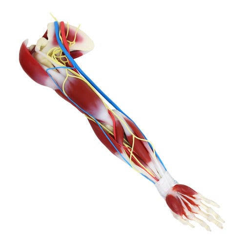 Modello anatomico di spalla - G3  - SynDaver Labs - di scapola / di articolazione / muscolare