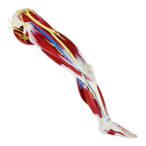 Modello anatomico di anca - 102470 - SynDaver Labs - per ginocchio / di articolazione / muscolare