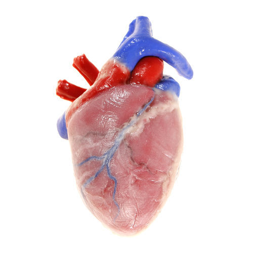 Modello anatomico di cuore - 104204 - SynDaver Labs - cardiaco / ad uso didattico