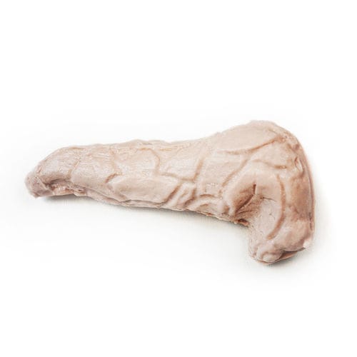 Modello anatomico di pancreas - 130420 - SynDaver Labs - corpo / pancreatico / di testa