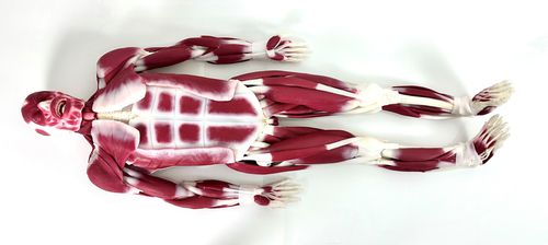 Modello anatomico di articolazione - 102010 - SynDaver Labs - muscolare / in silicone