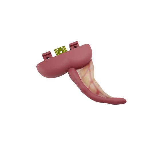 Modello anatomico di appendice - 00001211 - Inovus Medical - per laparascopia / didattico / di dissezione