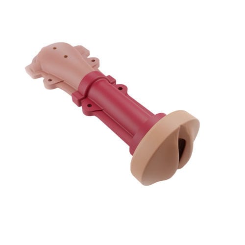 Modello anatomico cervicale - 00001316 - Inovus Medical - di utero / vaginale / per chirurgia