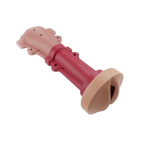 Modello anatomico cervicale - 00001344 - Inovus Medical - di utero / vaginale / per chirurgia