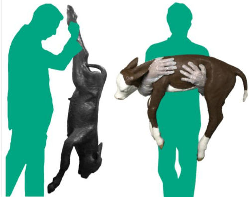 Manichino didattico veterinario - Veterinary Simulator Industries - per distocia / di bovino / rosso