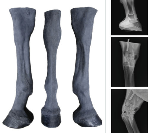 Simulatore di palpazione - Veterinary Simulator Industries - per radiologia interventistica / veterinario / di cavallo
