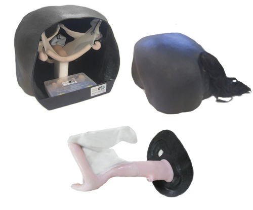 Modello anatomico di retto - Veterinary Simulator Industries - uretra / di utero / di collo dell’utero