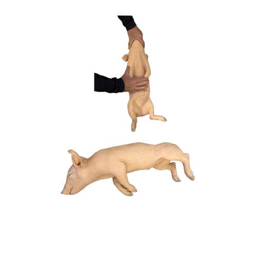 Simulatore per iniezioni - Veterinary Simulator Industries - per prelievo di sangue / didattico / veterinario