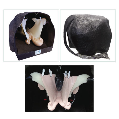 Modello anatomico per teriogenologia - Veterinary Simulator Industries - di retto / di utero / uterino